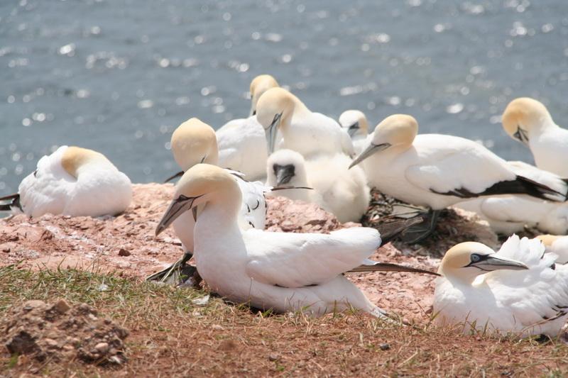 04DP-2008-036 Bild034.JPG - Am Vogelfelsen von Helgoland